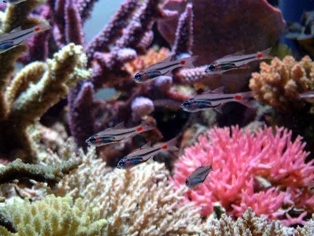 fish015.jpg