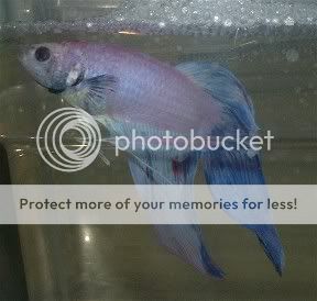 0000000000000betta3.jpg