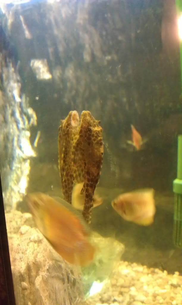 SailfinPlec.jpg