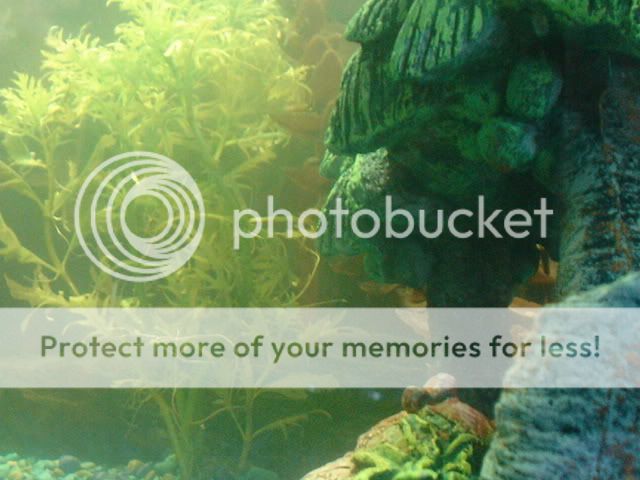 fishies006.jpg