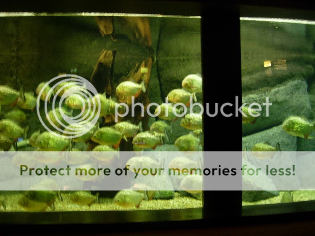 2008078.jpg