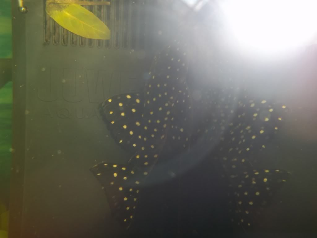 100_1237.jpg