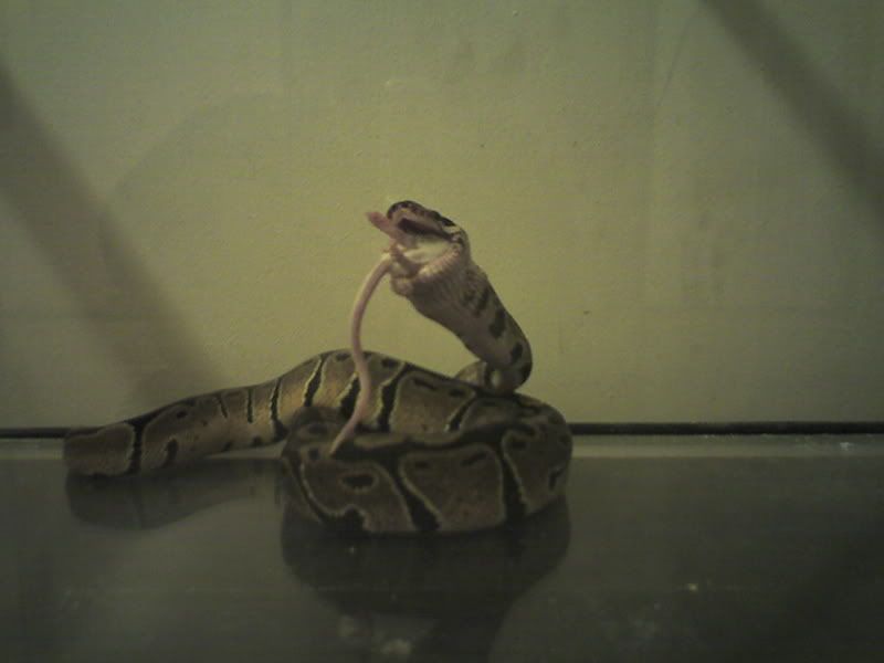 Picture0160.jpg
