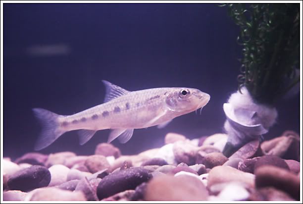 fishywishy3_zps229bb51b.jpg