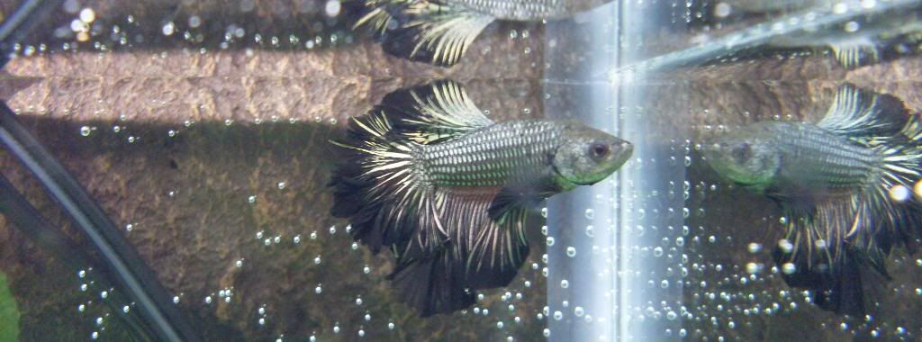 ZHMBetta1.jpg