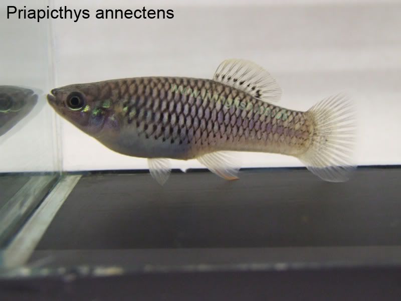 Priapicthys-annectens.jpg