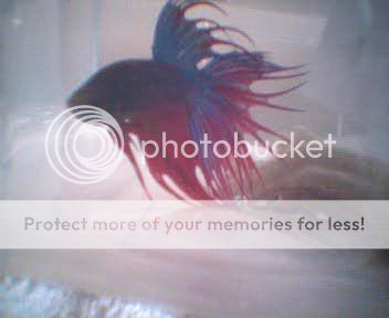 Picture_022.jpg
