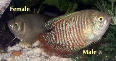Male_female_dwarf_gourami.jpg