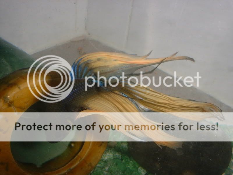 DSCF1615.jpg