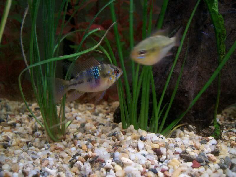 fish5.jpg