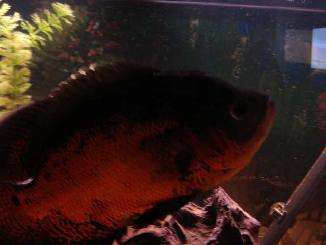 dsc010080055473.jpg