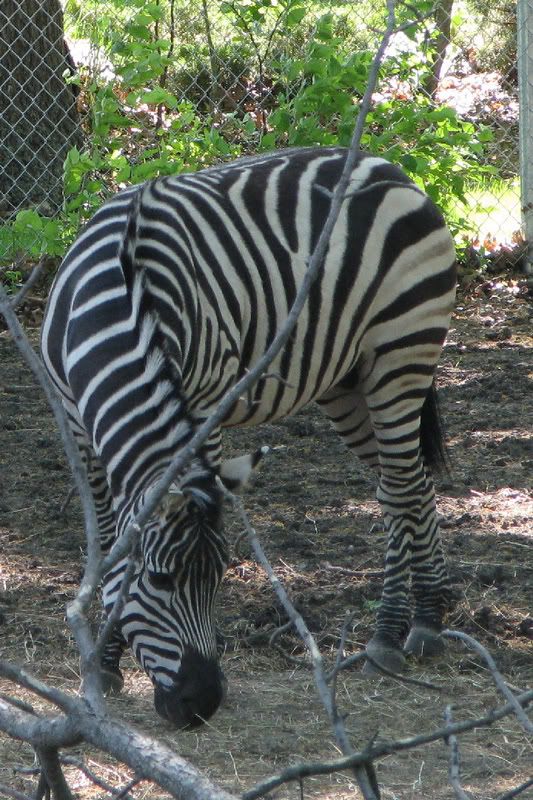 Zebra2.jpg