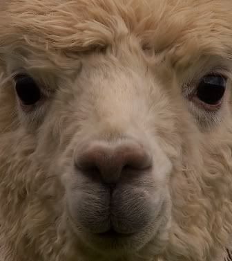 cria2.jpg