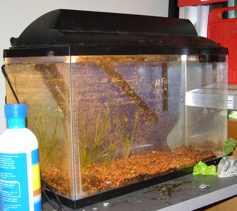 shrimp10.jpg