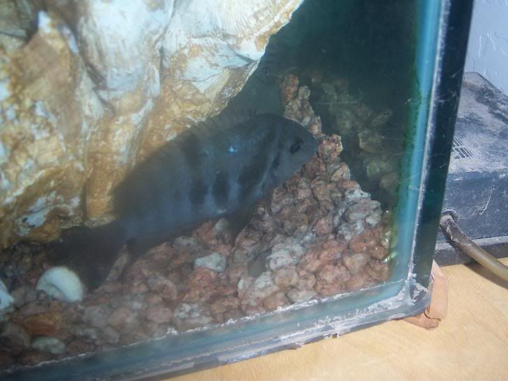 Cichlid5.jpg