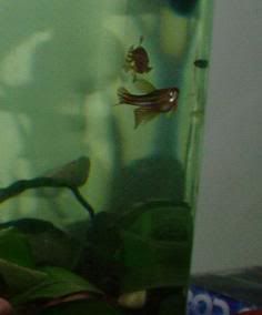 the2zebradanioswimtogether.jpg
