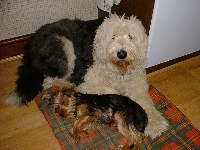 dogs.jpg