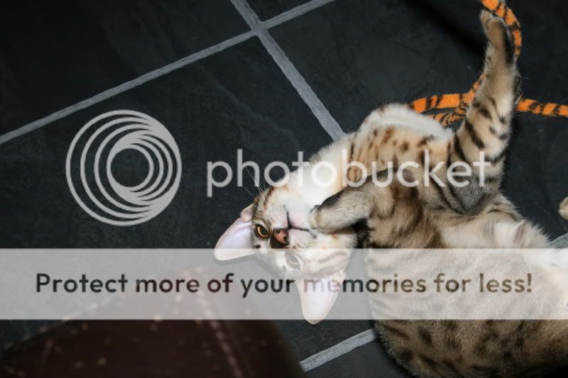 Catsrule026.jpg