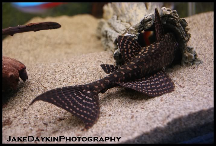 Sillyplec.jpg