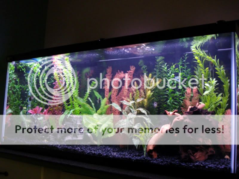 Tank1.jpg
