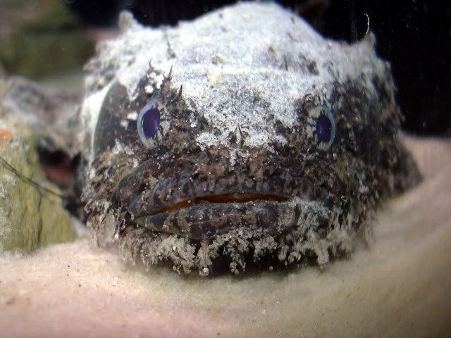 Toadface.jpg
