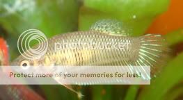 femalebettas001.jpg