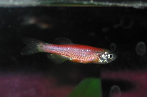 danio.jpg