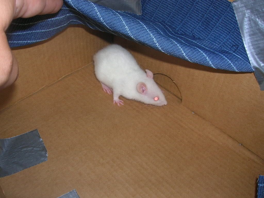 Rattie1009.jpg