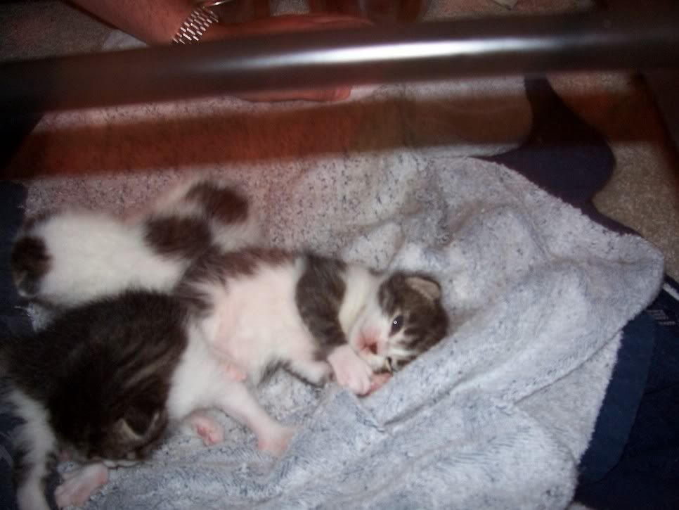Picture014.jpg