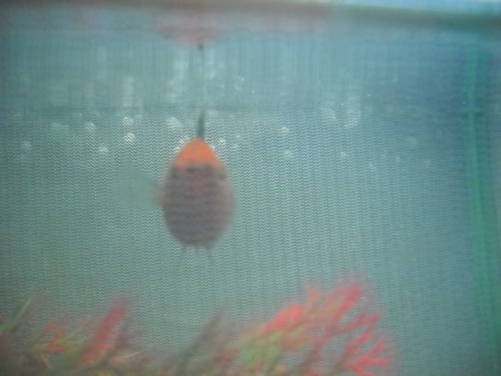 Beachandpreggoplaties031.jpg