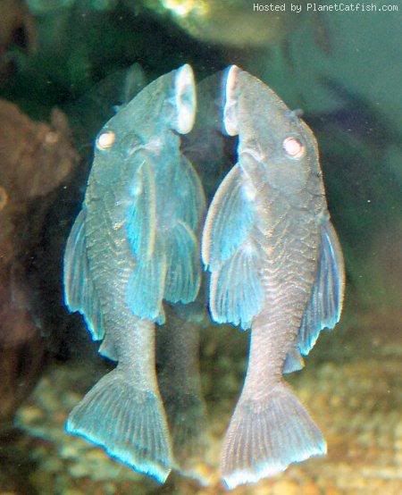 L239AncistrinispBluePanaquePleco3.jpg