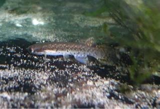 punctatus3.jpg