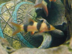 4277580220_d5bd73e5c4_m.jpg