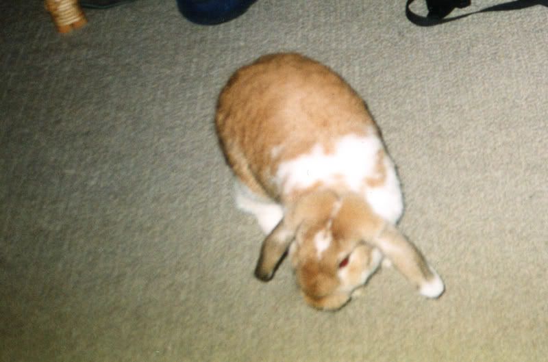 jasper.jpg