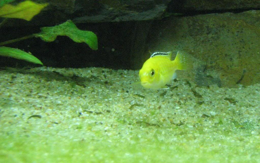 FishTank128.jpg