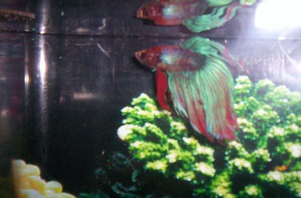 100_63731.jpg