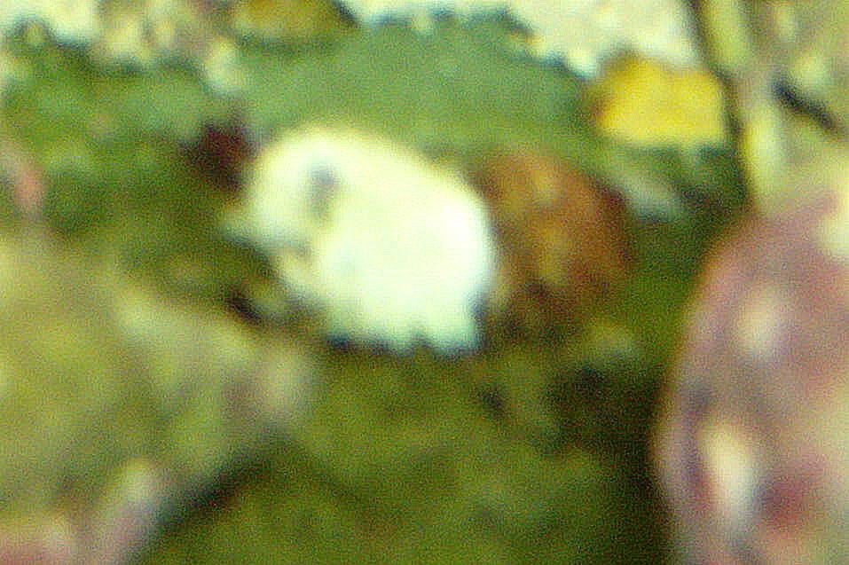 shrimp-1.jpg