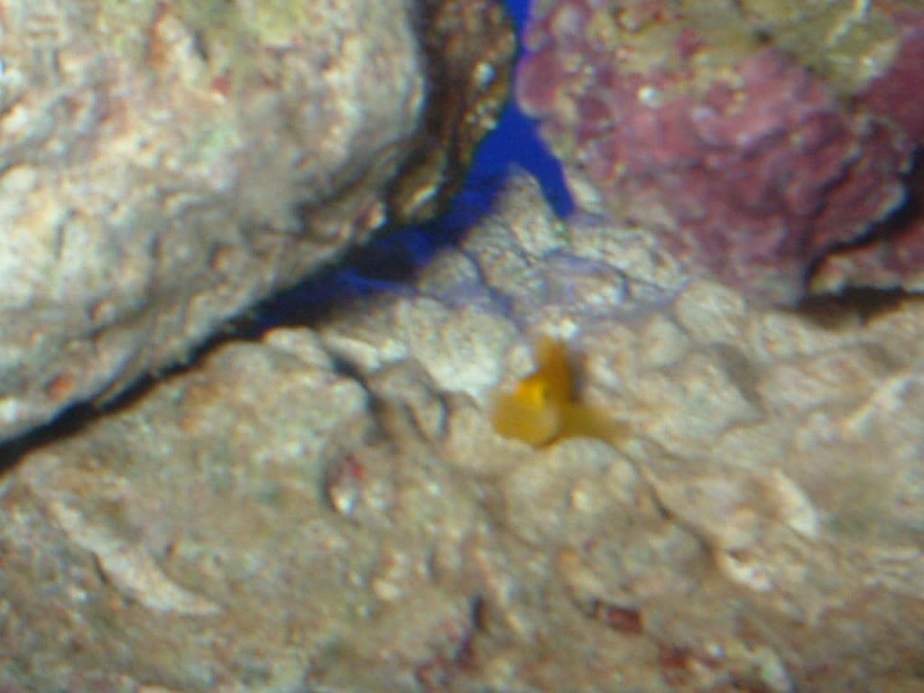 yellowcoralgoby4.jpg