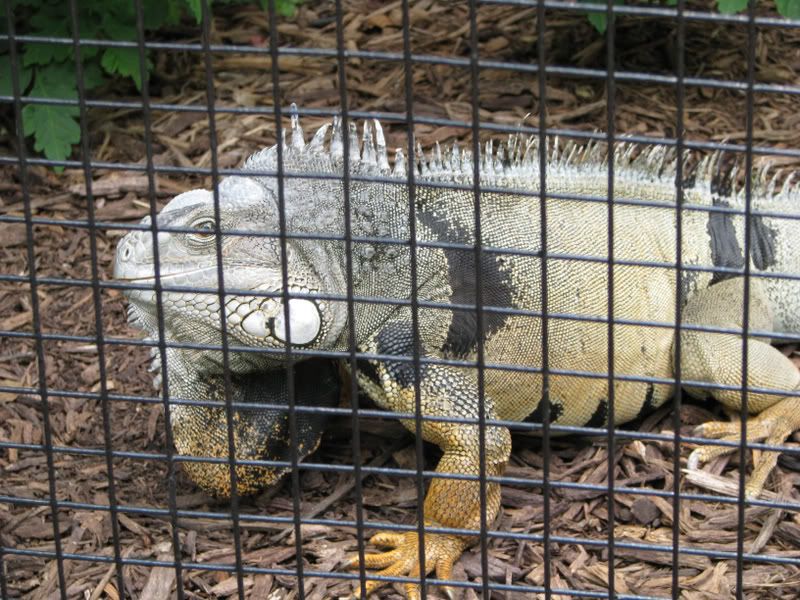 GreenIguanaheadshot.jpg