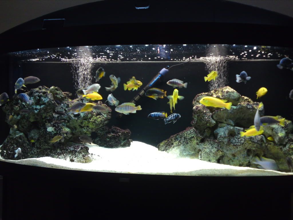 fish043.jpg