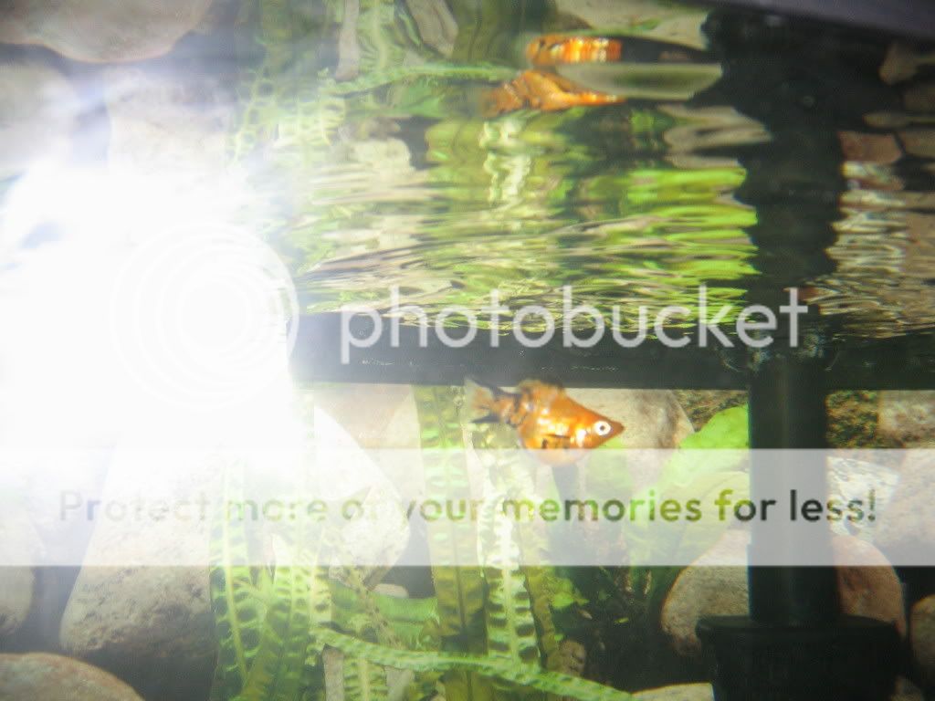 reptiles096.jpg