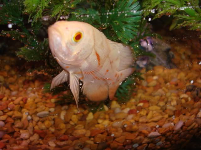 tropicalfish006.jpg