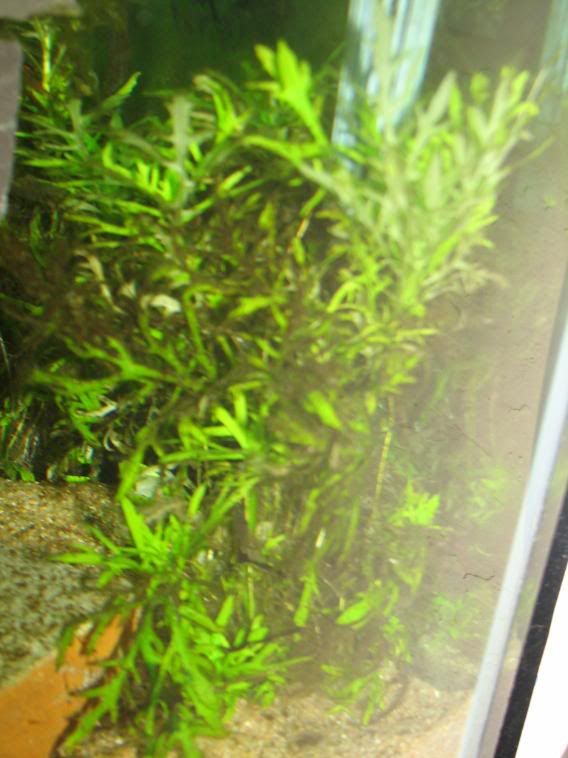 FishTank051.jpg