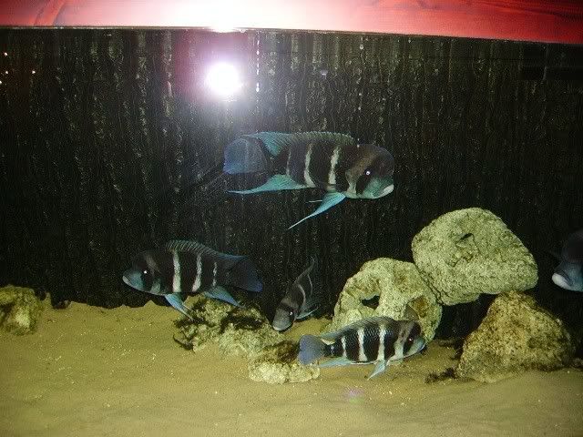 frontosa001.jpg