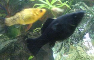 fishmollyblack.jpg