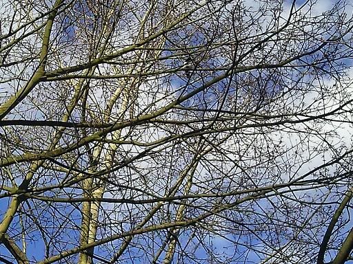 Photo1171.jpg