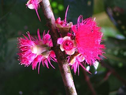 pinky-pt.jpg