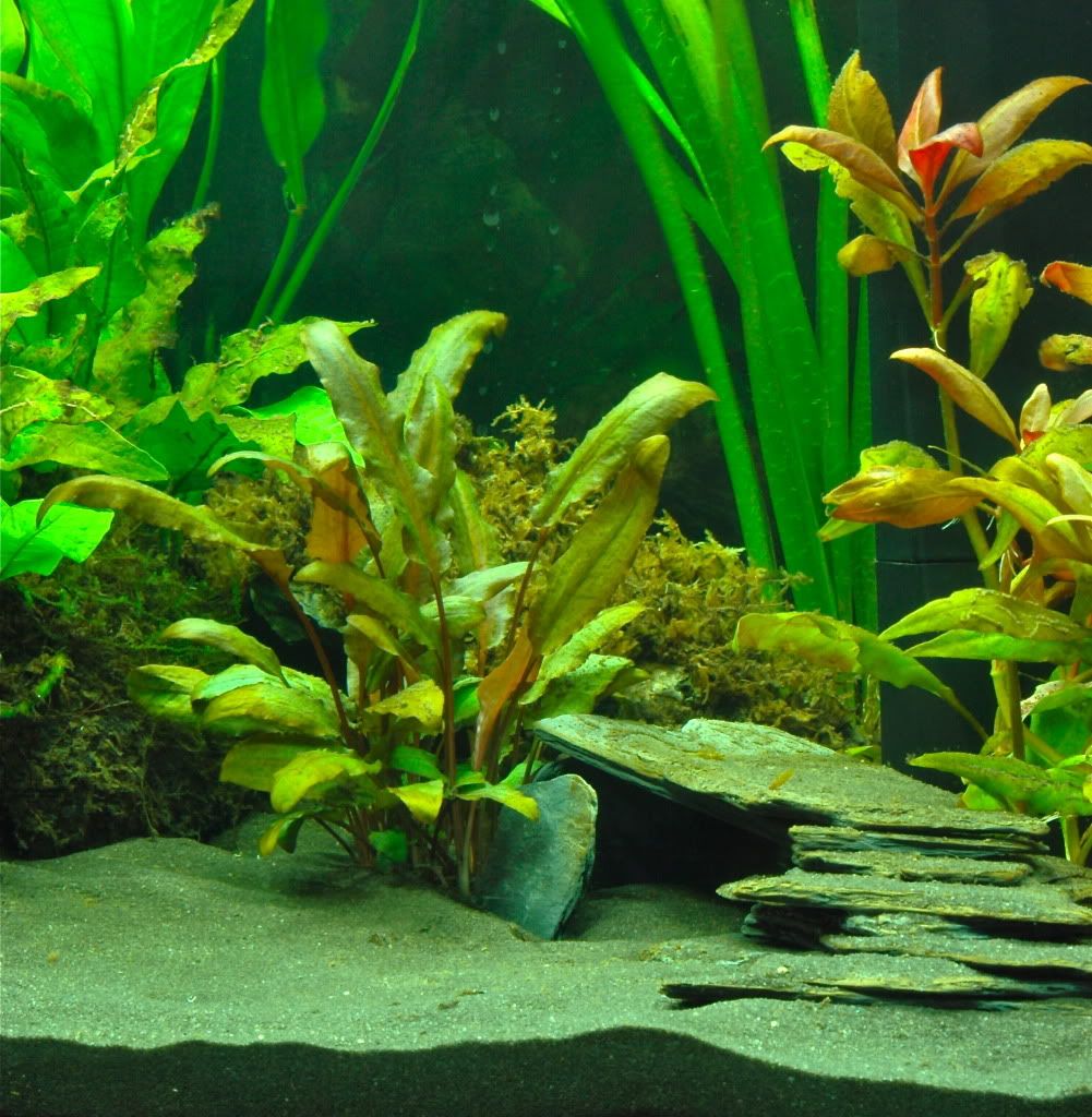 DSC_0133.jpg