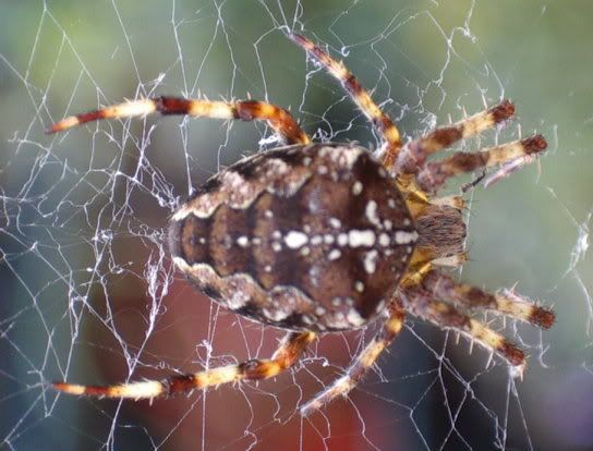 Spider02.jpg