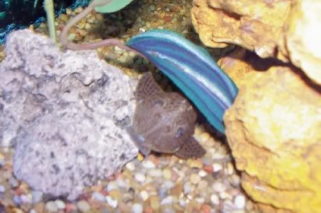 pleco6.jpg